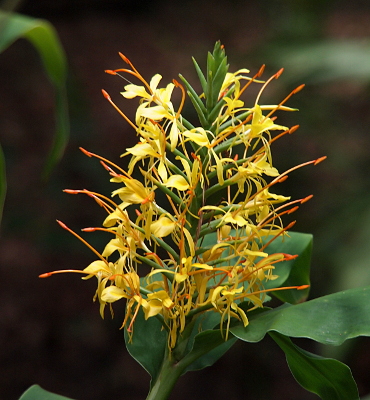 [The top of this plant is a group of flowers with long yellow petals. Each bloom has orange tipped stamen which are significantly longer than the petals, so they stick from the bloom.]